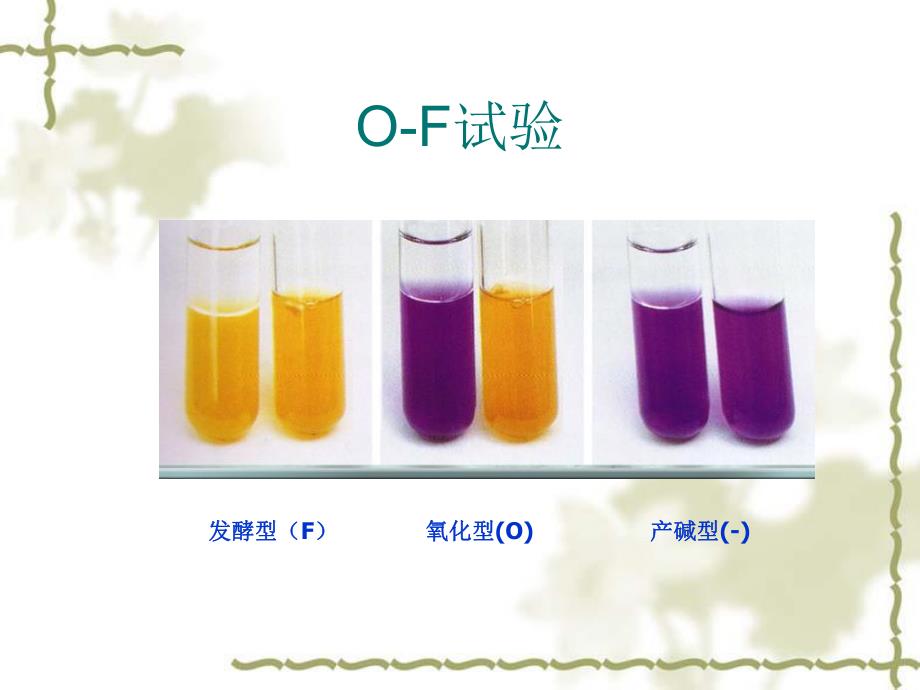 非发酵菌.ppt_第3页