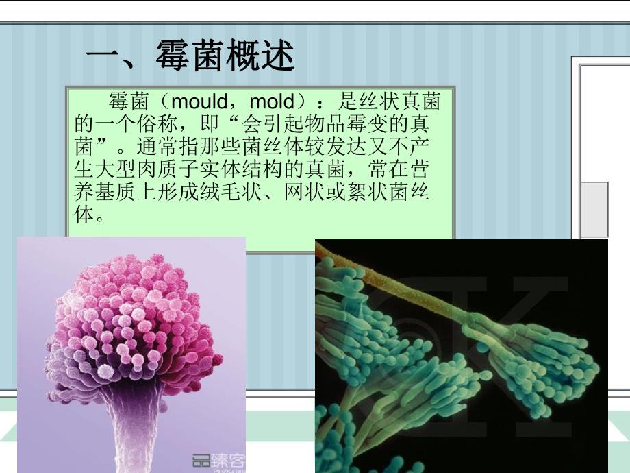 霉菌完结版第四组.ppt_第3页