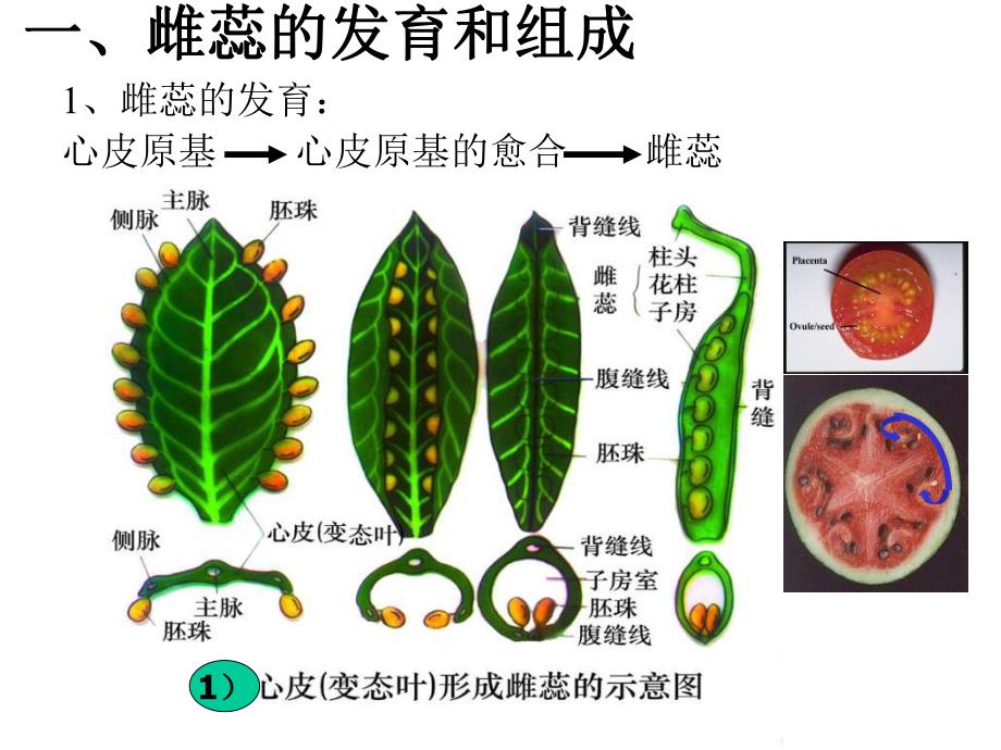 雌蕊的发育与结构.ppt_第2页