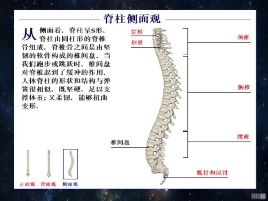 颈椎肩周保养课件.ppt_第3页