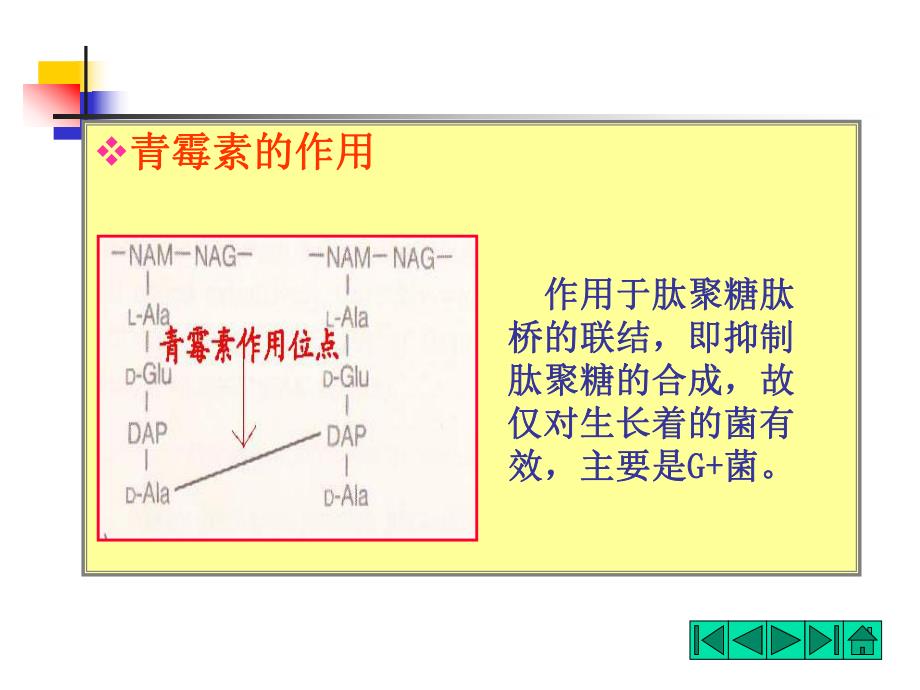 青霉素的作用.ppt_第1页