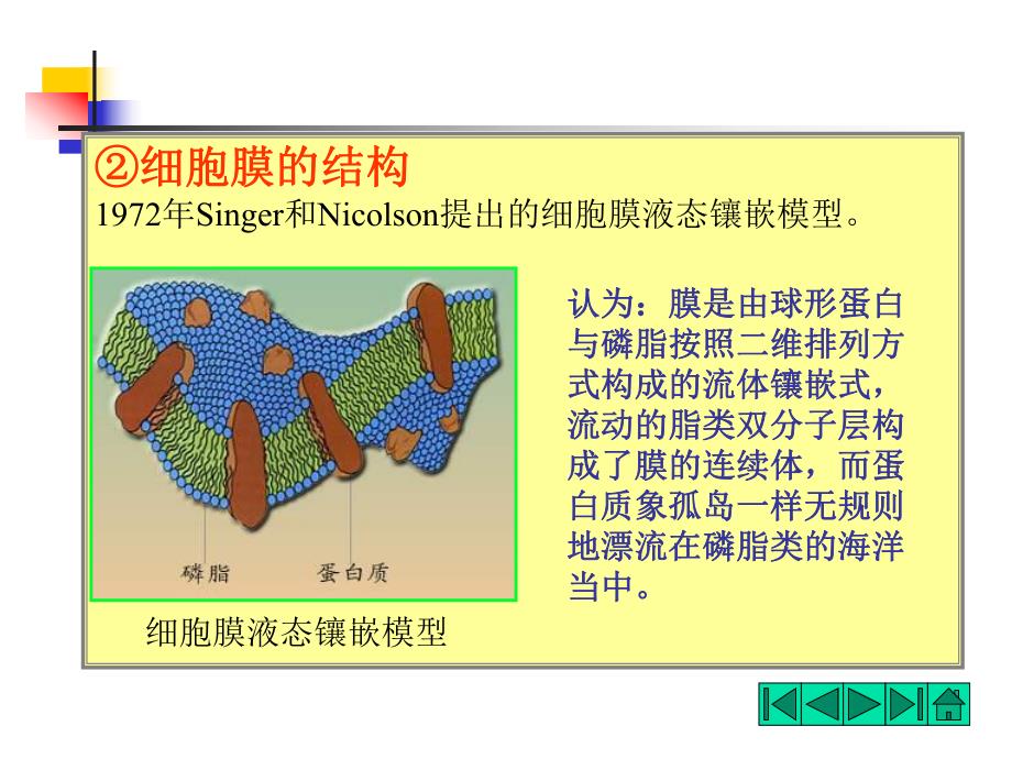 青霉素的作用.ppt_第3页