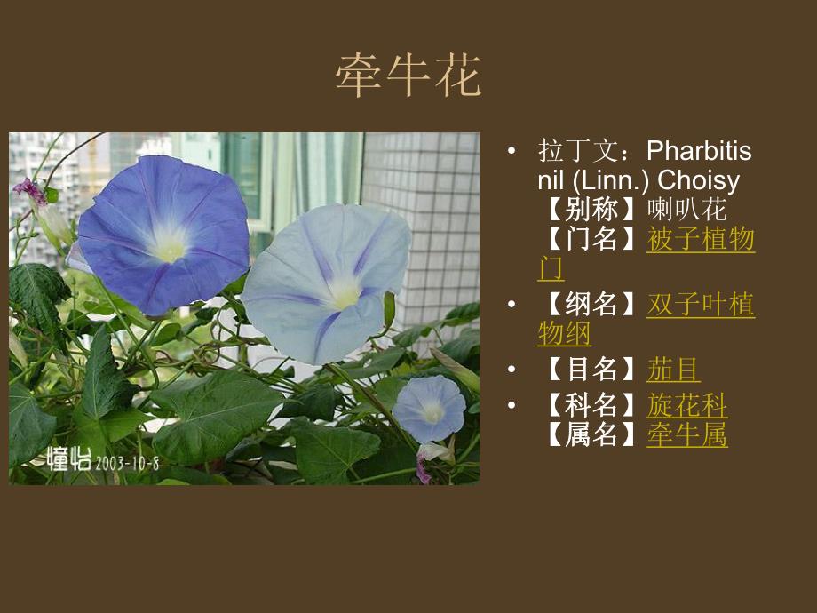 陆地花卉PPt.ppt_第2页