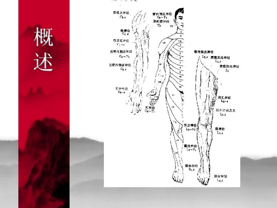 颈椎病肩周炎腰腿痛康复.ppt_第3页