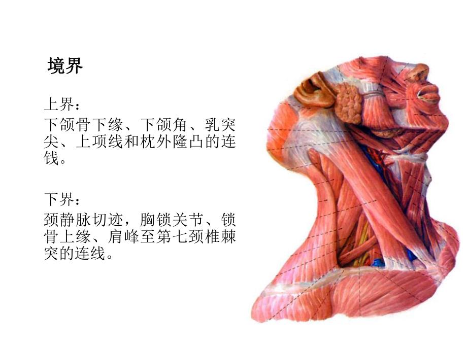 颈部人体解剖.ppt_第2页