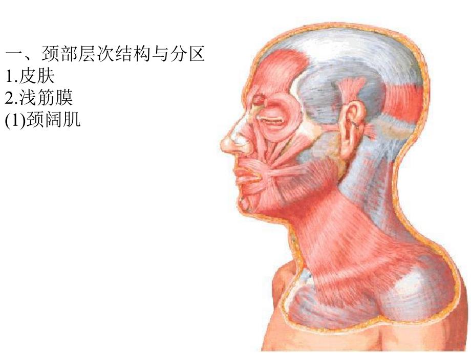 颈部人体解剖.ppt_第3页