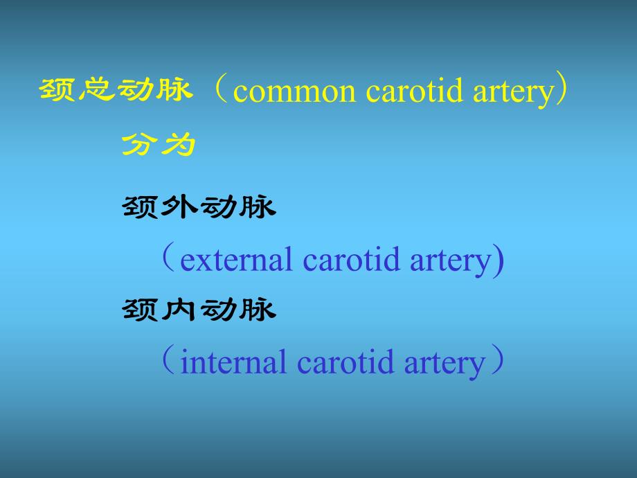 颌面部解剖血管.ppt_第3页