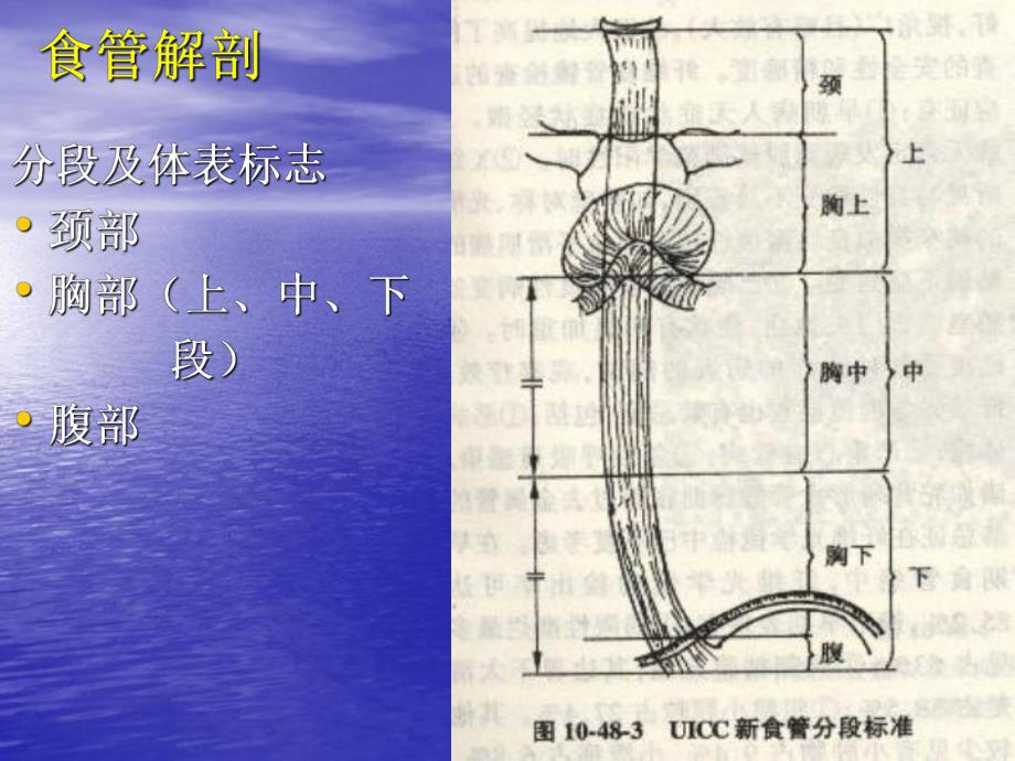 食管癌讲课李猛.ppt_第3页