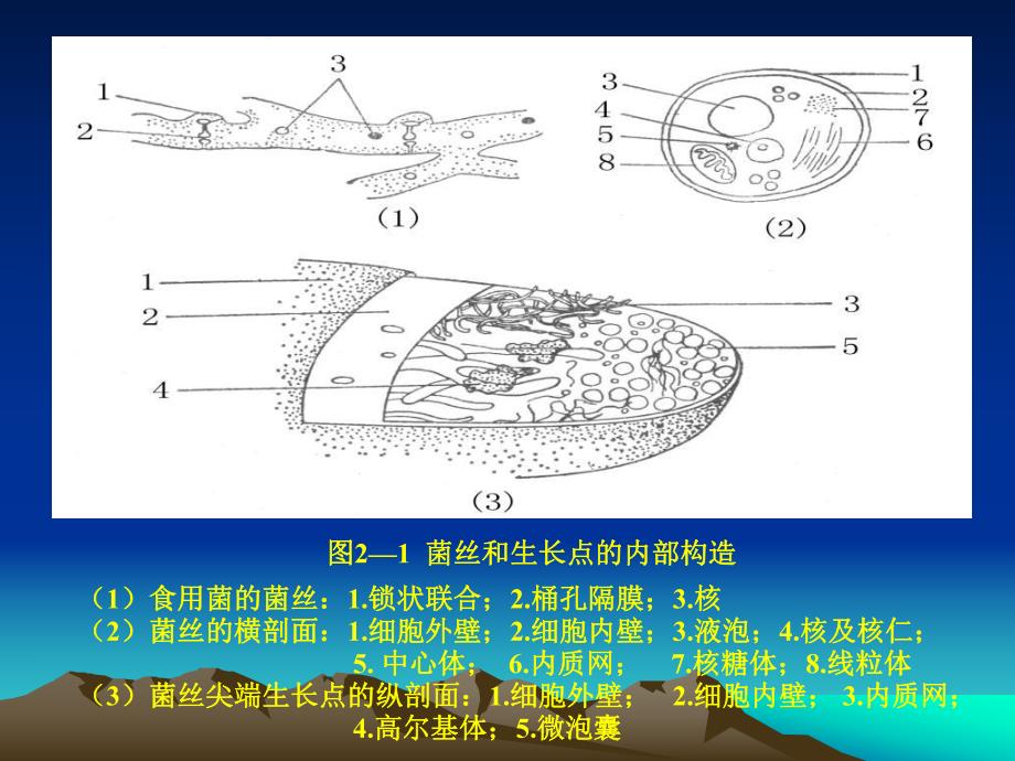 食用菌生产概论形态与生活史.ppt_第2页