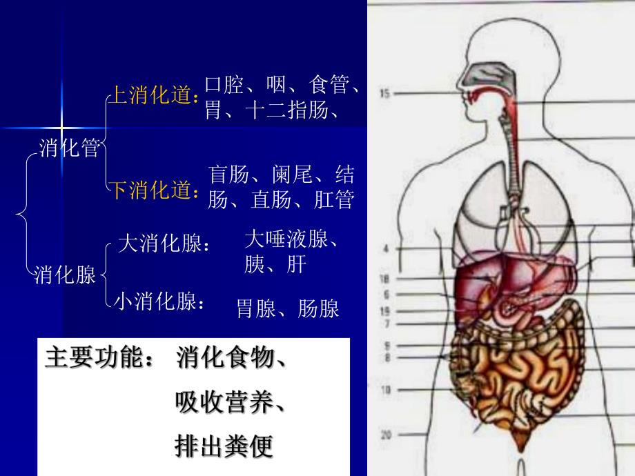 食物消化吸收.ppt_第3页