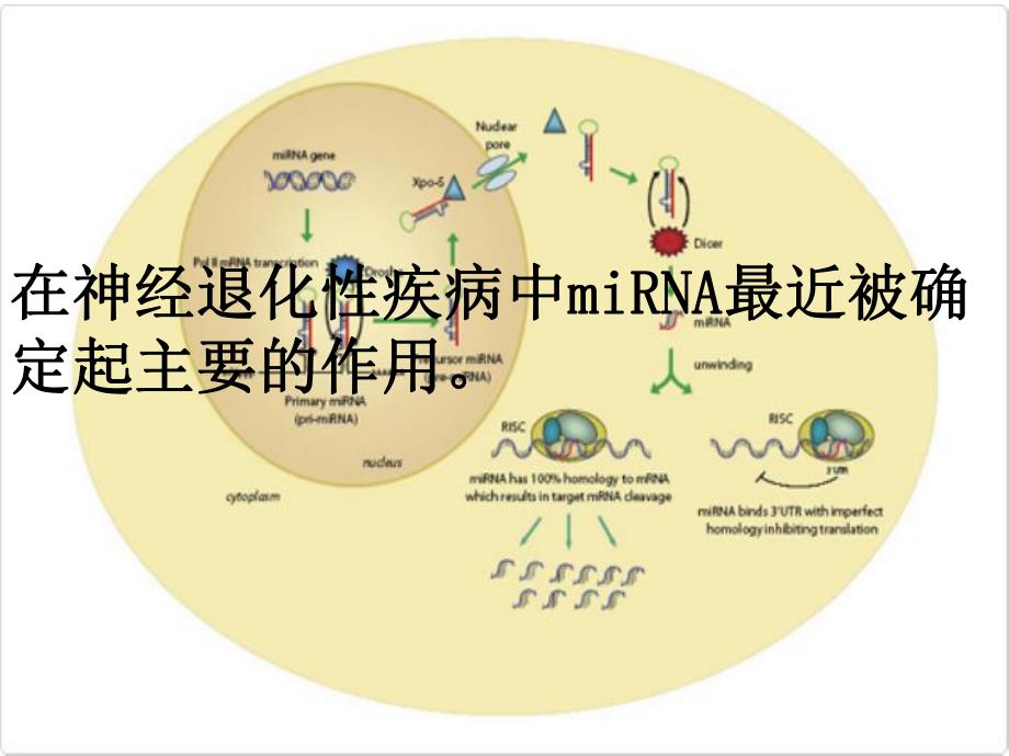 高等生理.ppt_第3页