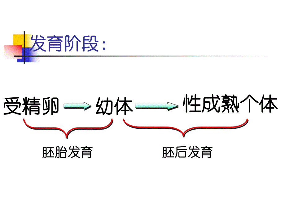 高等动物个体发育2.ppt_第2页