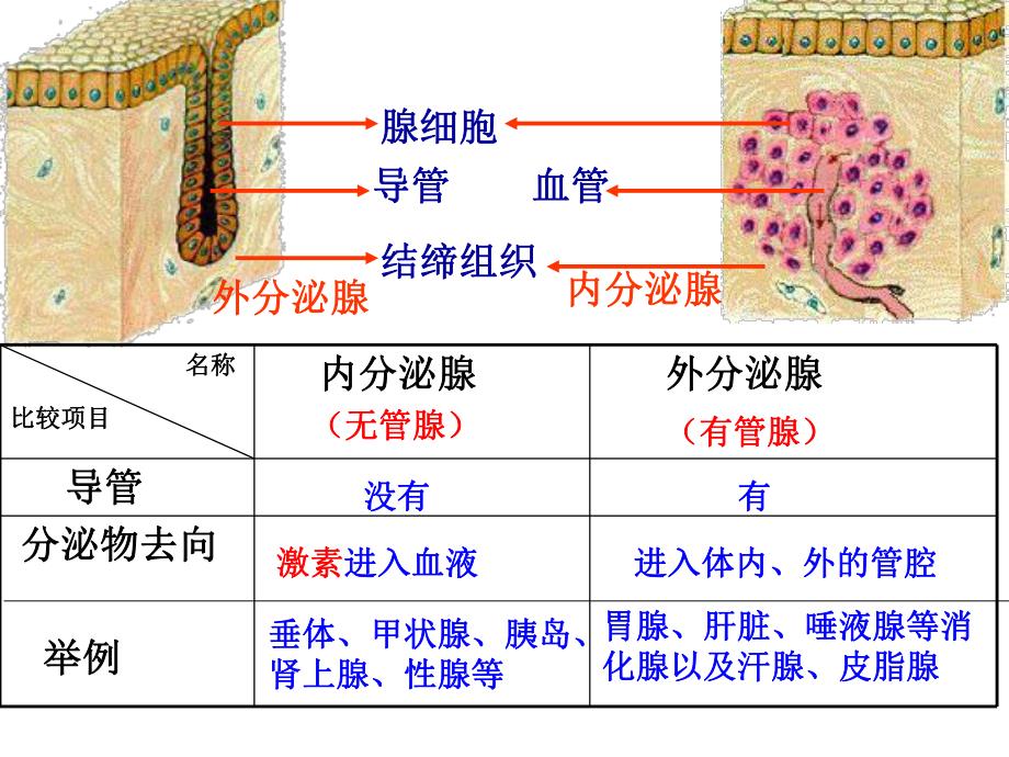 高等动物的内分泌系统与体液调节上课用.ppt_第3页