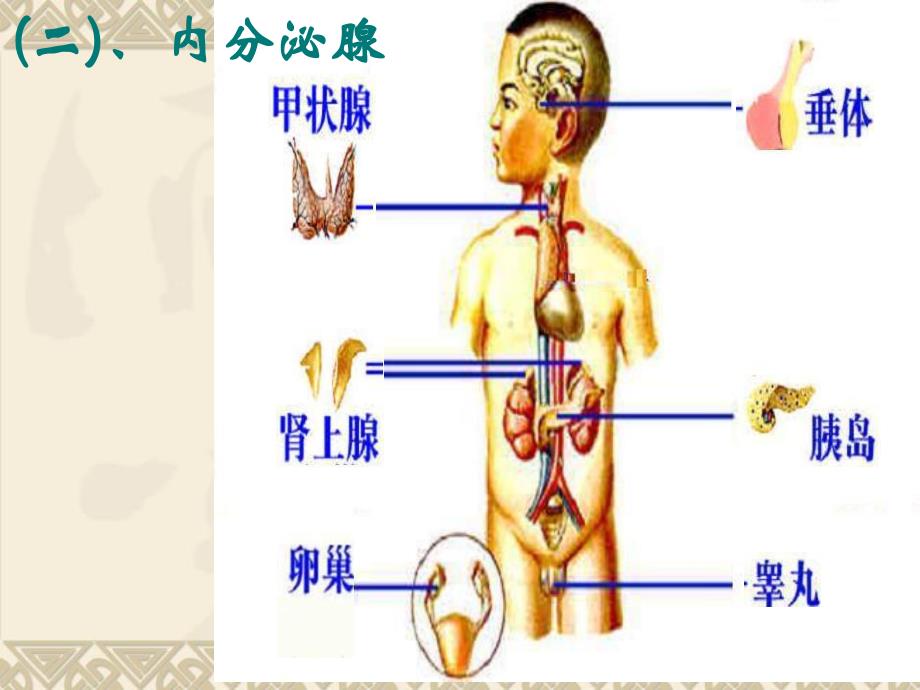 高等动物生命活动的调节.ppt_第3页