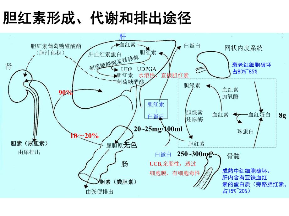 黄疸诊断与鉴别.ppt_第3页