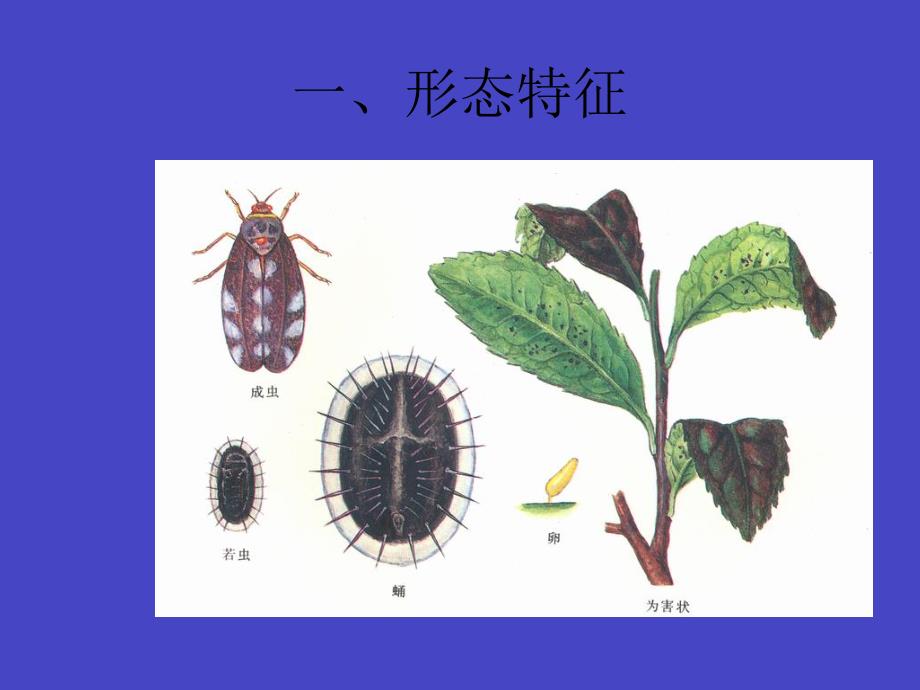 黑刺粉虱防治.ppt_第3页