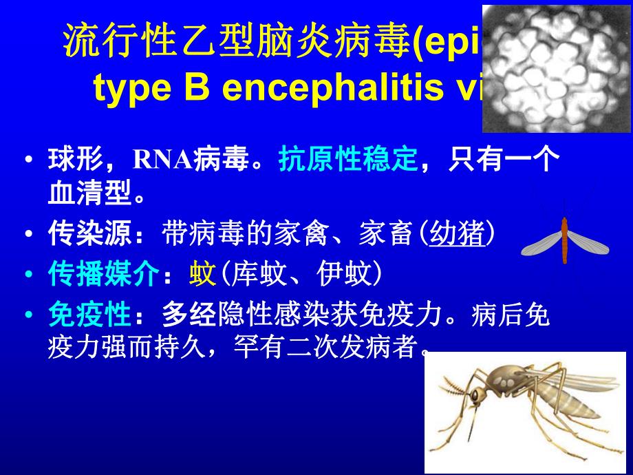 黄V出血热V疱疹V.ppt_第2页