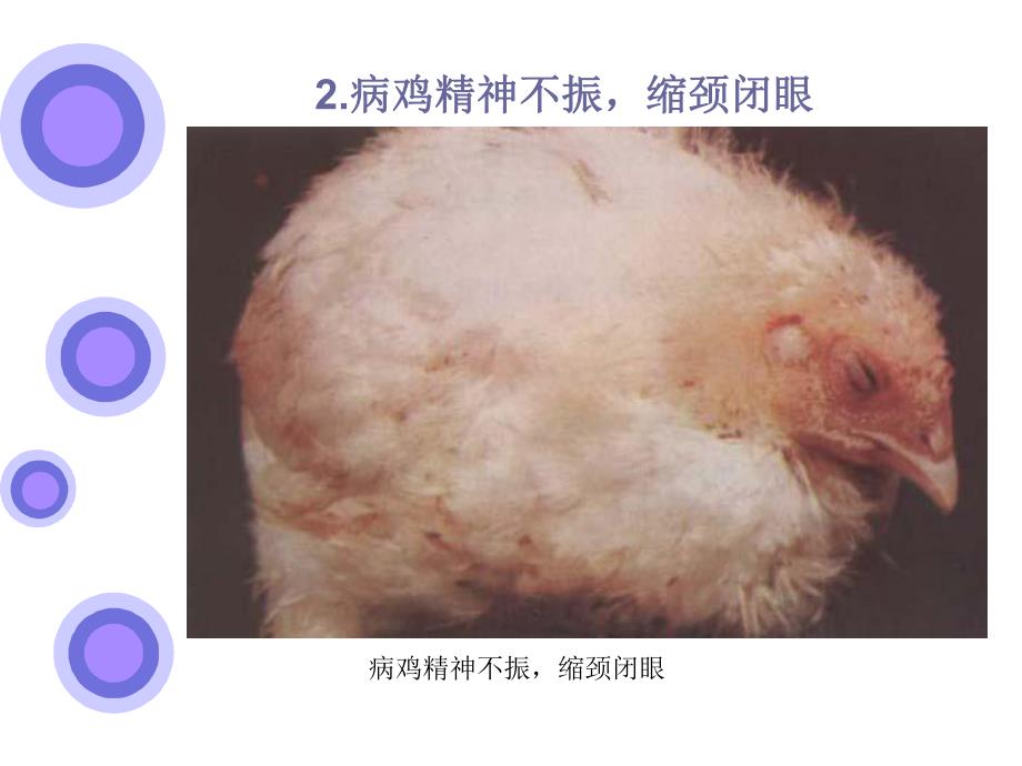 鸡的寄生虫病.ppt_第3页