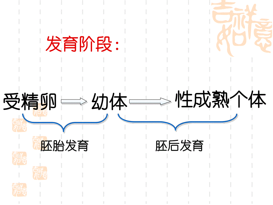 高等动物的个体发育.ppt_第2页