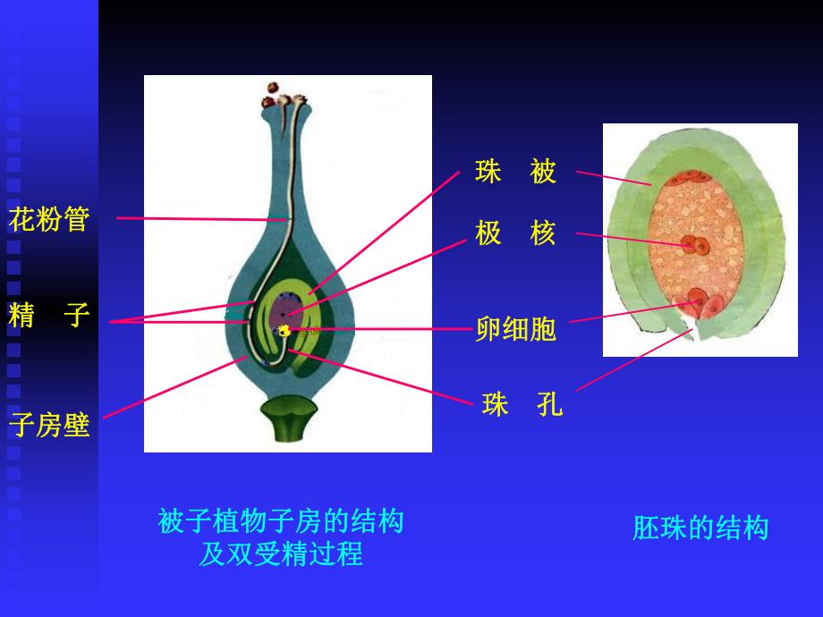 高等动物的个体发育2.ppt_第2页