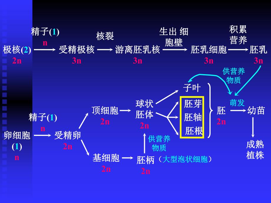 高等动物的个体发育2.ppt_第3页