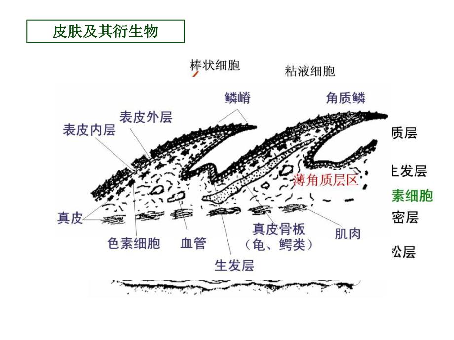 脊椎动物比较解剖.ppt_第2页