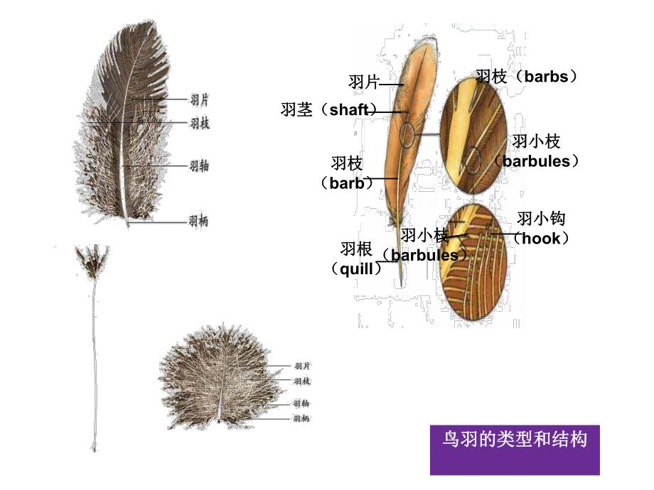 脊椎动物比较解剖.ppt_第3页