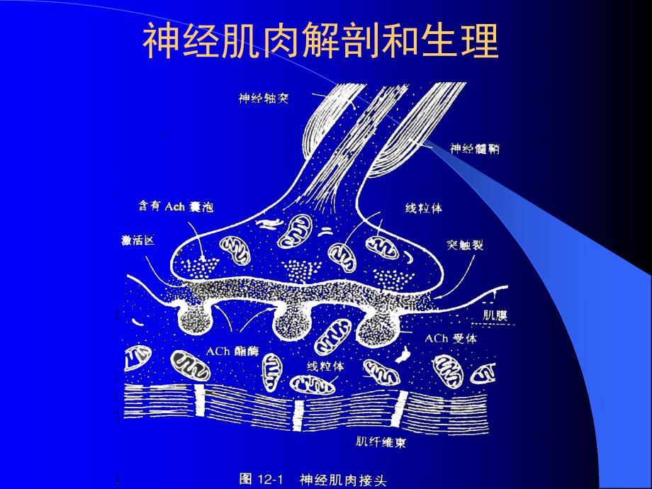 肌松药及其拮抗药.ppt_第3页