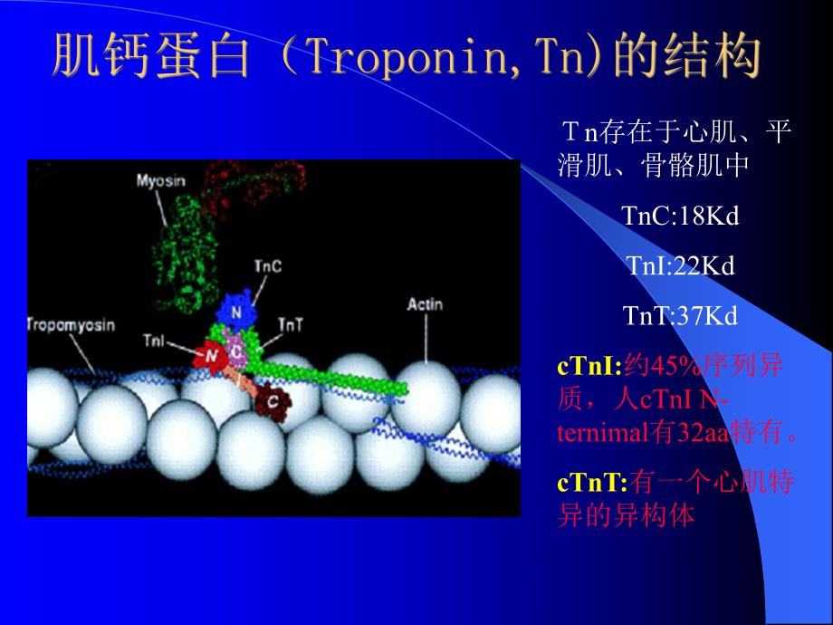 肌钙蛋白与心血管疾病.ppt_第2页