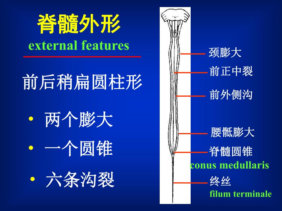 人体解剖学教学课件15脊髓.ppt_第2页