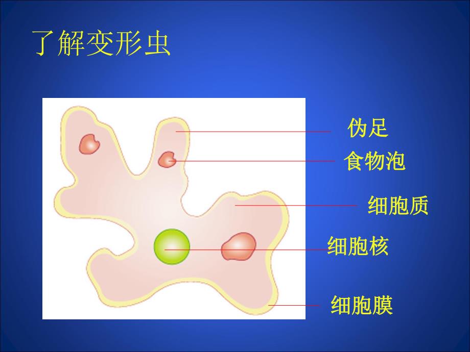 3.2细胞是生命活动的单位一.ppt_第3页