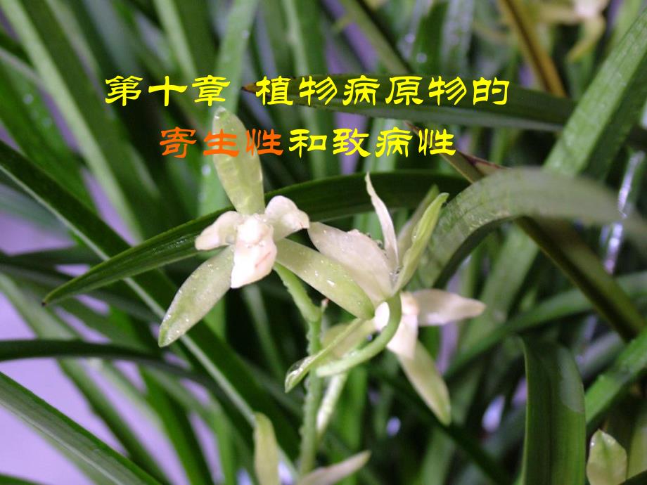 植物病原物的寄生性和致病性.ppt_第1页