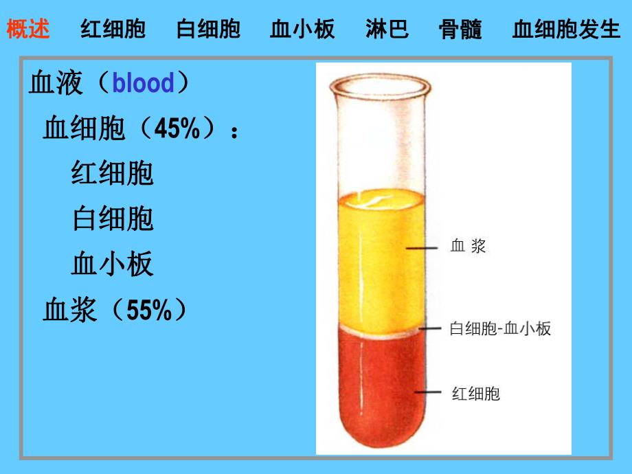 组织胚胎学04血液.ppt_第2页