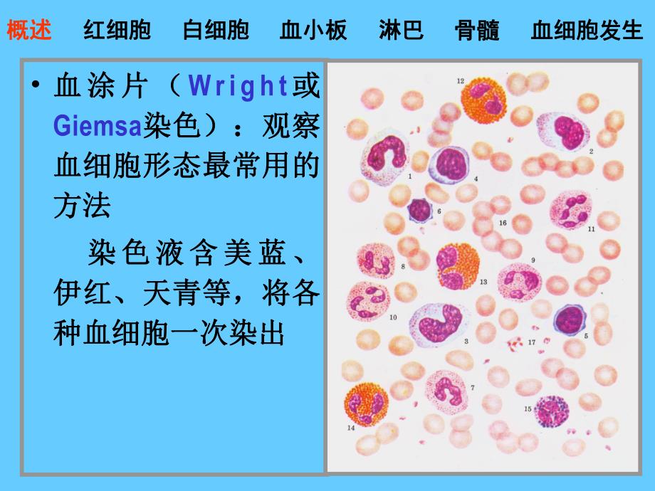 组织胚胎学04血液.ppt_第3页