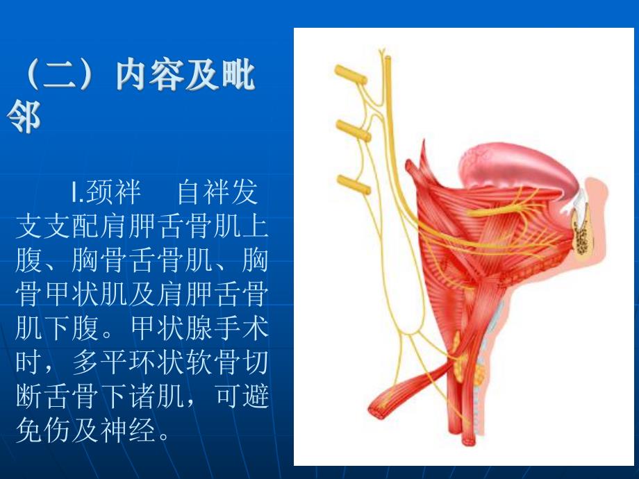 胸锁乳突肌区及颈根部.ppt_第2页