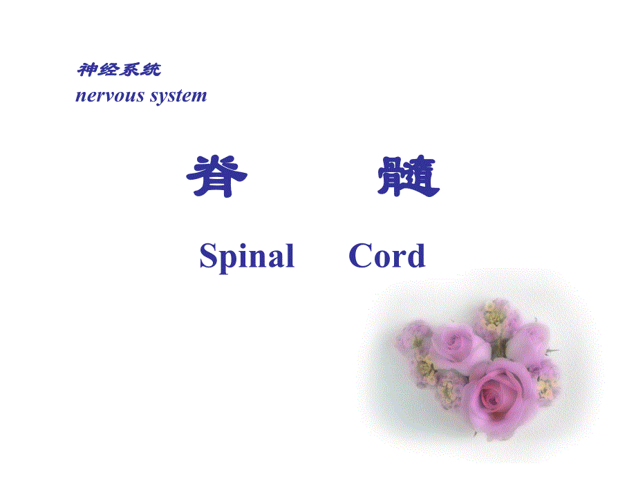 脊髓spinalcord.ppt_第1页