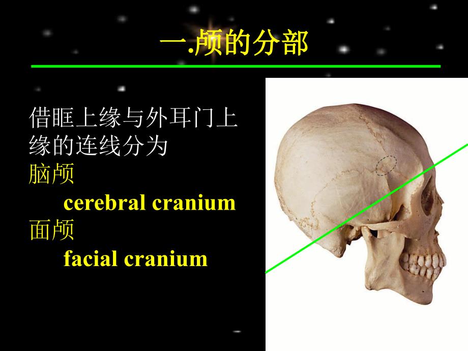 系统解剖学资料2系解之颅四肢骨.ppt_第2页