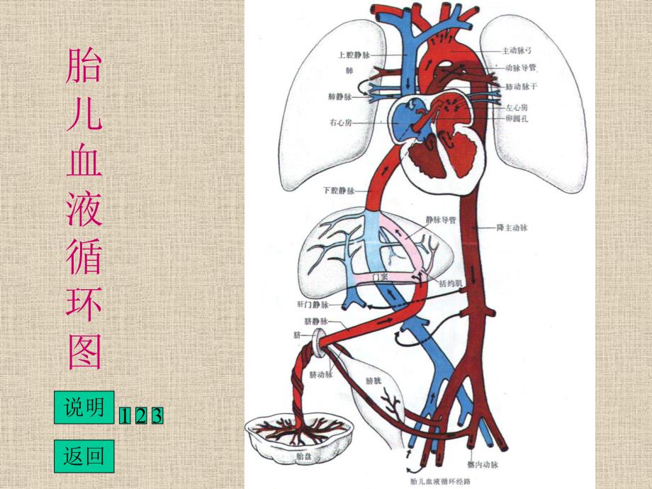 胎儿血流动态图.ppt_第2页