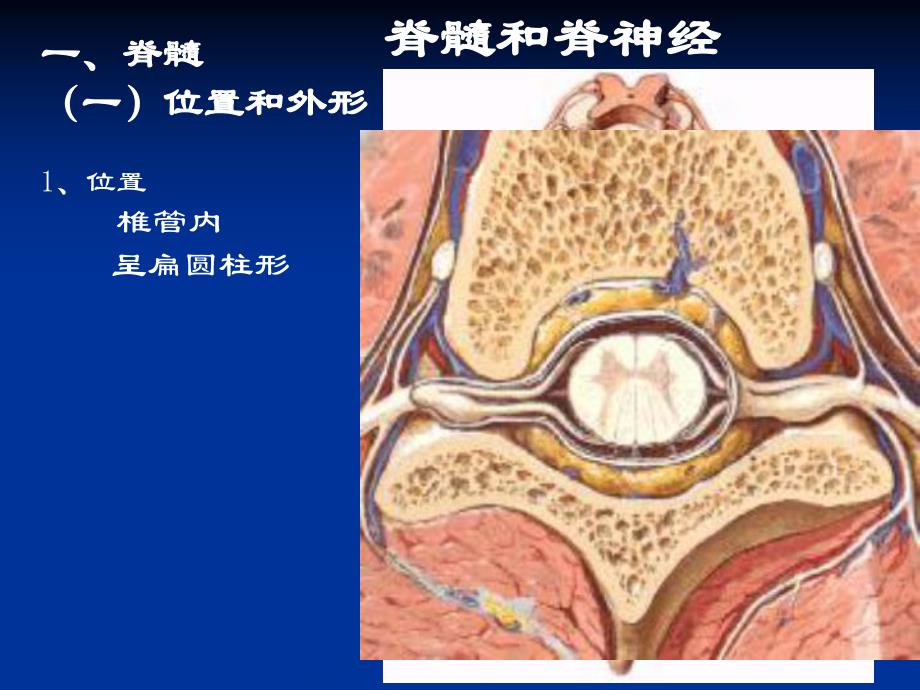 脊髓和脊神经.ppt_第2页