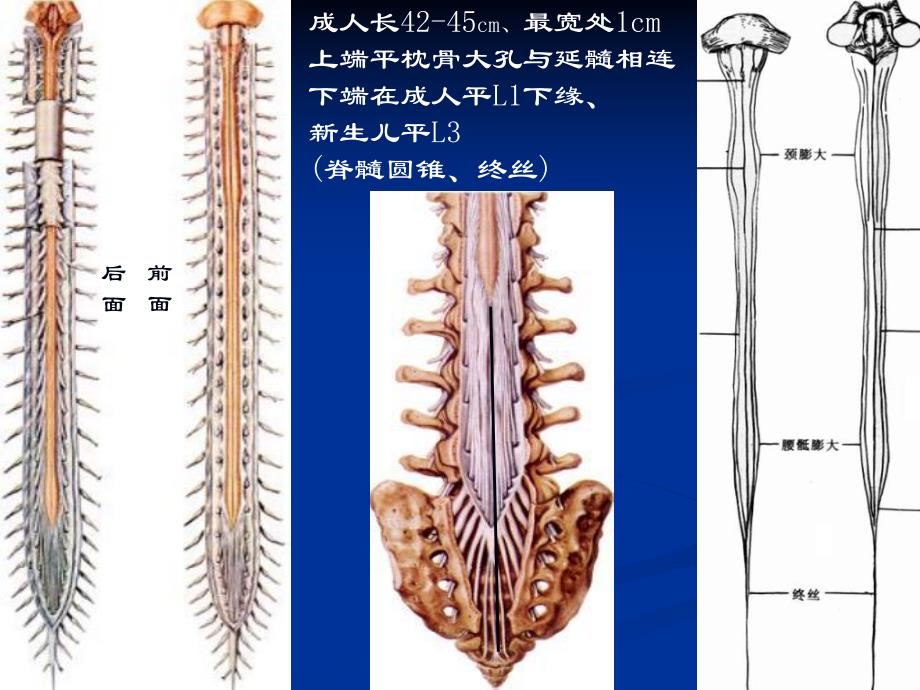 脊髓和脊神经.ppt_第3页
