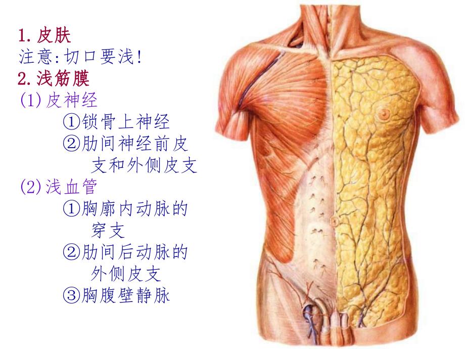 胸前区自由上肢浅层腋窝人体解剖.ppt_第3页