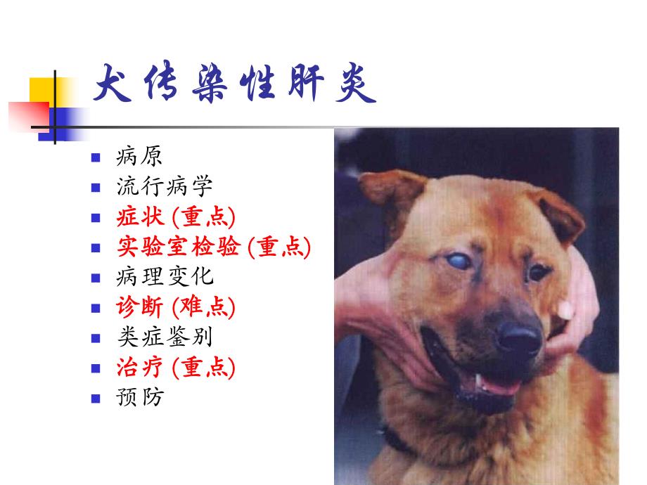 犬传染性肝炎廖健慧ppt课件.ppt_第3页