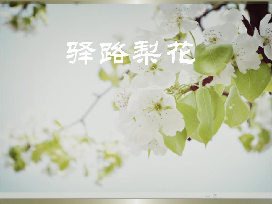 14驿路梨花PPT课件.ppt_第1页