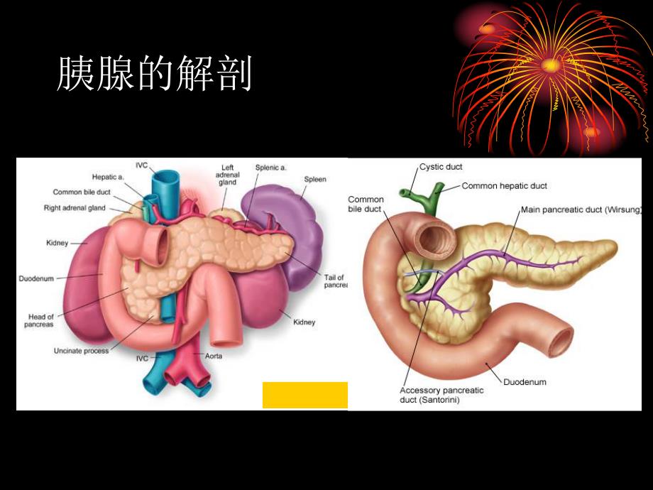 胰腺炎怎么治.ppt_第2页