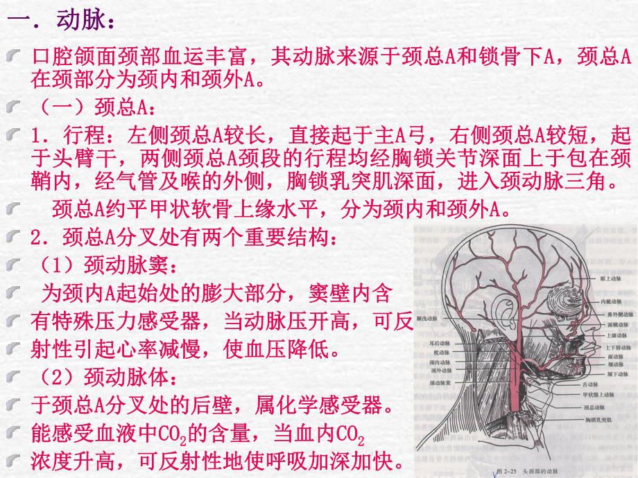 口解血管ppt课件.ppt_第2页