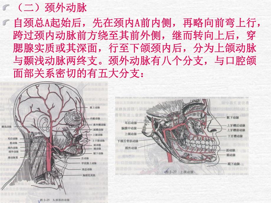 口解血管ppt课件.ppt_第3页