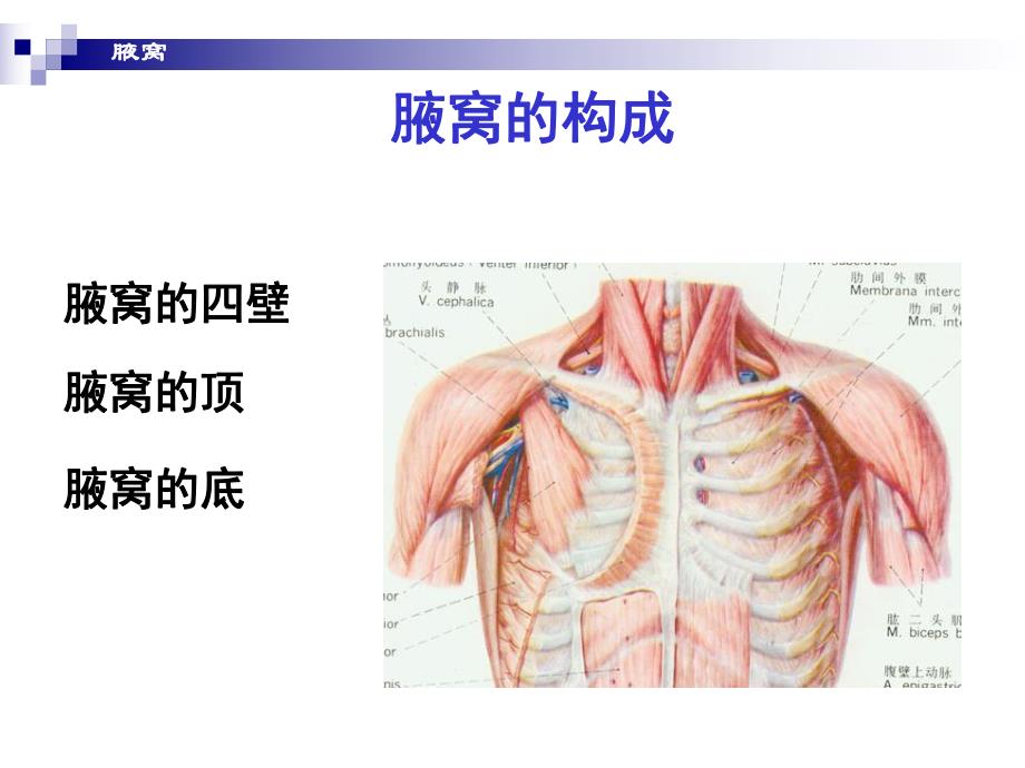 腋窝和臂前区.ppt_第2页