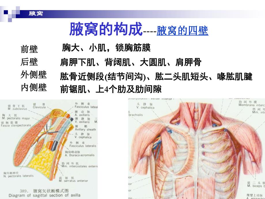 腋窝和臂前区.ppt_第3页