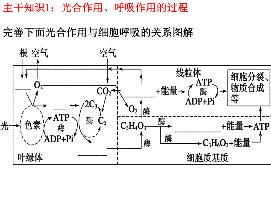 细胞代谢第二课时.ppt_第2页