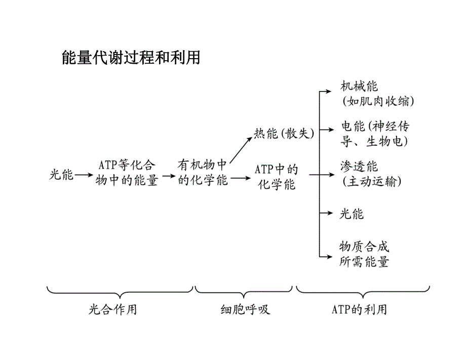 细胞代谢第二课时.ppt_第3页